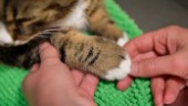 Döms för djurplågeri - katt i så dåligt skick att veterinären trodde den var död