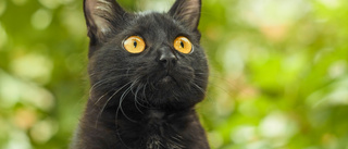 Salmonella hos katter ökar i Norrbotten: "Viktigt med hygienen"