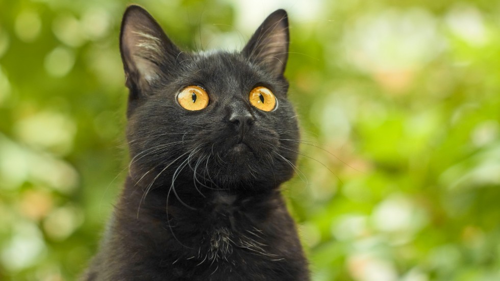 En svart katt, en av många saker som för många förknippas med otur.