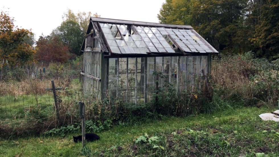 Permanenta växthus på odlingslotter måste nu bort, enligt kommunens nya regler. Däremot tillåts tillfälliga växthus.