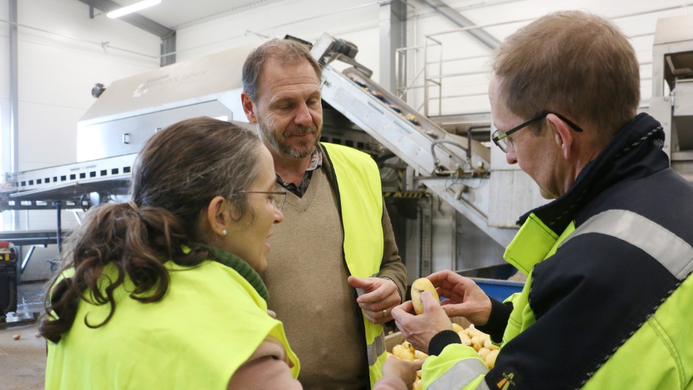 Patrik Axelsson visade Laila Naraghi och Thomas Kronståhl runt på gården och förklarade potatisodlingens mysterier.
