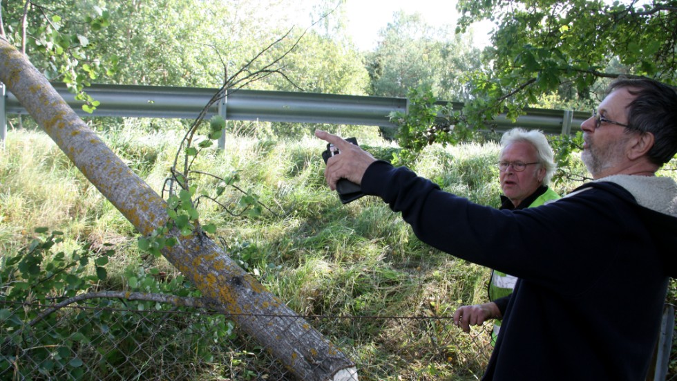 Svante Pettersson visar Sven Bergman från Transtema hur bävern har fällt trädet så att det vilar mot teleledningen över vägen.