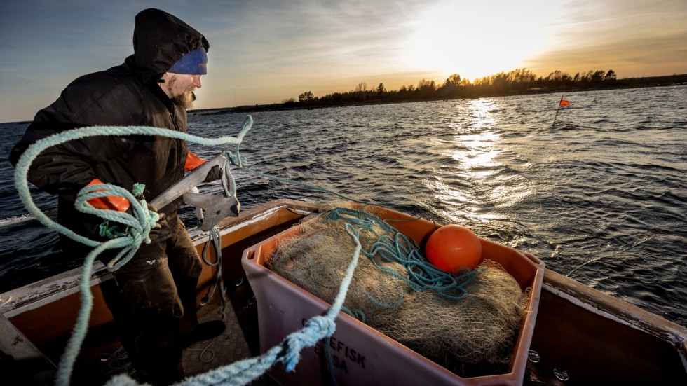 Fiskekvoterna i Östersjön för 2020 minskar på bred front när dert gäller torsk, strömning, skarpsill, lax och rödspätta.