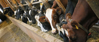 Stoppa systematiska utnyttjandet av mjölkkor