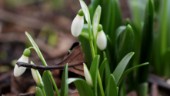 Här vaknar våren till liv i Eskilstuna