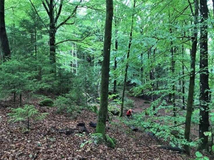 Vart femte skogsskyddsområde i norr anses vara akut eftersatt, och kräver akuta åtgärder för att naturvärden ska bevaras. 