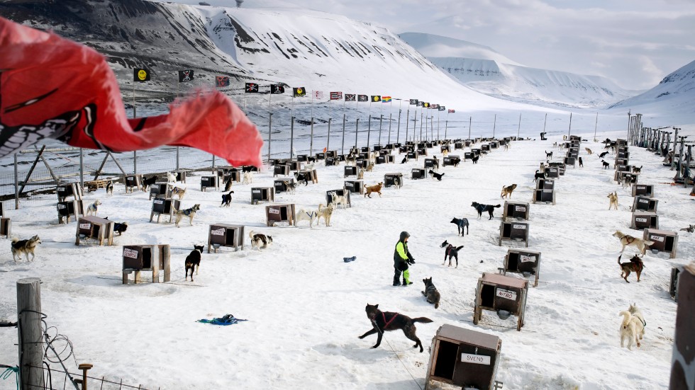 Att leva tillsammans med närmare 300 glatt skällande slädhundar är vardagsmat för nioårige Storm Bernlow, i det lilla fångstsamhället Ittoqqortoormiit på Grönlands ostkust. 