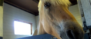 Udda synen: Häst syntes i åtelkameran