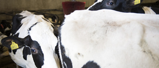 Brister i djurhållning på mjölkgård
