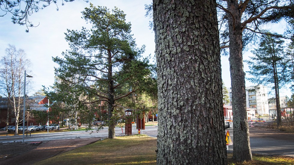 I detaljplanen skyddas träd i Kronans Kulturby.