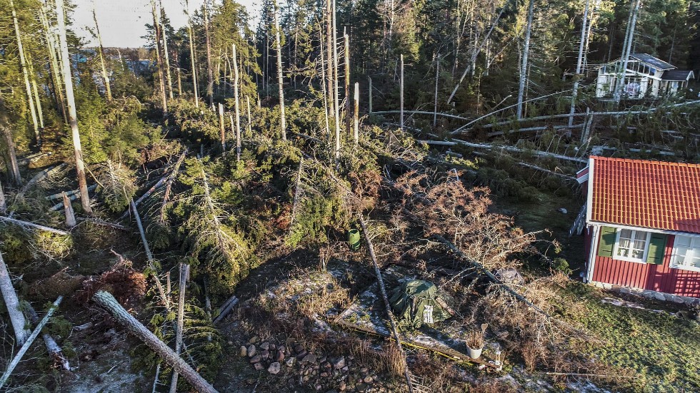 Så här såg det ut på Arholma i Norrtälje skärgård efter stormen Alfridas framfart i januari 2019. Skogsstyrelsen befarar att gran som blivit liggande kan bidra till att skadeinsekten granbarkborren förökar sig kraftigt. 
