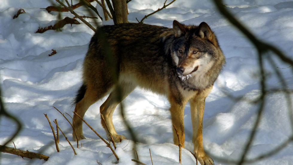 Spår av varg har åter blivit synlig i länet, i Piteå och Älvsbyn.