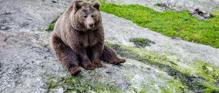 När kommer björnen till Sörmland?