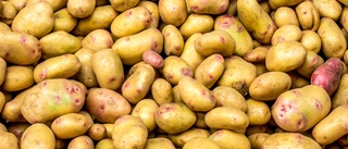 Potatisföretag läggs ner – 20 förlorar jobbet
