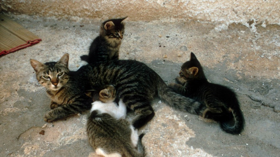 Fyra kattungar misstänks ha körts ihjäl av en smitare i Mörlunda i torsdagsförmiddag. Bilden på de här katterna är tagna vid ett helt annat tillfälle.