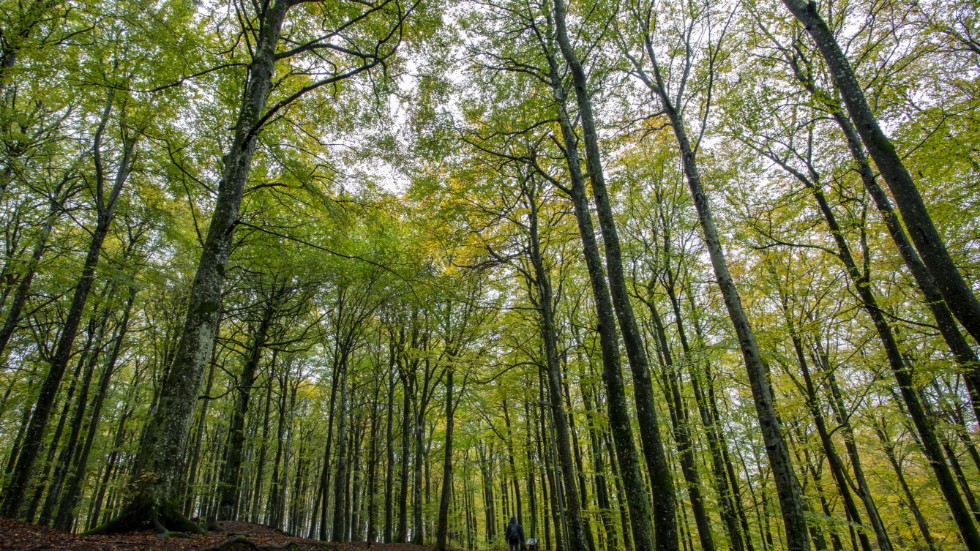 Virserums Konsthall ordnar skogslov för alla åldrar nästa vecka.