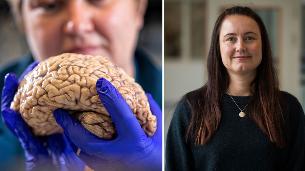 Stina Syvänen och hennes forskargrupp får sex miljoner i stöd för sina studier om Alzheimers sjukdom.
