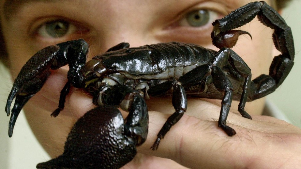 En skorpion är oförmögen att vara något annat än en skorpion. 