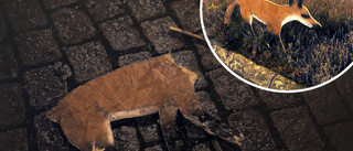 Mystiska rondellräven död – vandaliserad