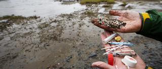 Plasten i haven dödar fåglar och däggdjur