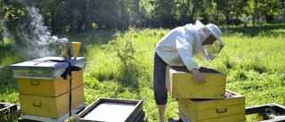 Honungsfusk för många miljoner