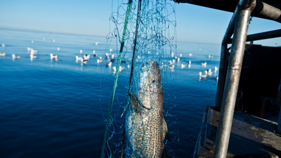 Det fordras ett politiskt engagemang och tuffa beslut för att stoppa det storskaliga fisket i Östersjön till förmån för det kustnära och småskaliga, skriver Joakim Öhman.