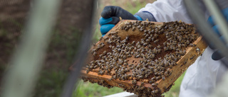 Många bin räddas i Ydre kommun
