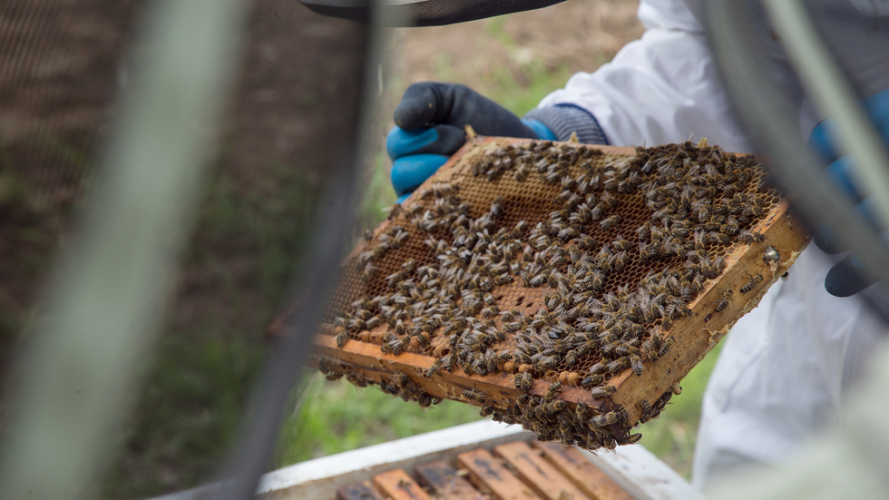 Naturskyddsföreningen har rankat Sveriges kommuner som är flitigast att göra räddningsinsatser för bin. Ydre kommer på en fjärde plats.