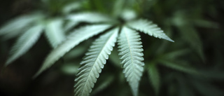 Brukade cannabis - men förnekar brott