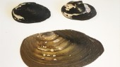 170 000 kronor till musselprojekt i Loftaån
