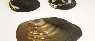 170 000 kronor till musselprojekt i Loftaån