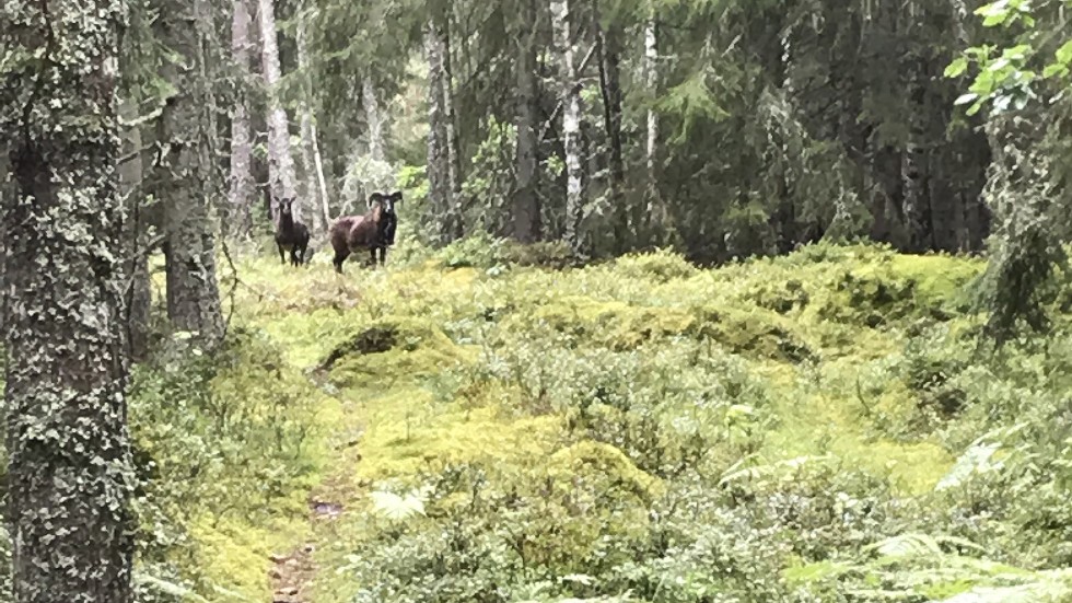 Mufflonfår siktade i skogen nära Baggetorp i augusti i år. 