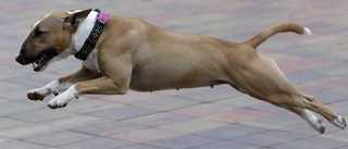 Okopplad hund ger husse dryga böter