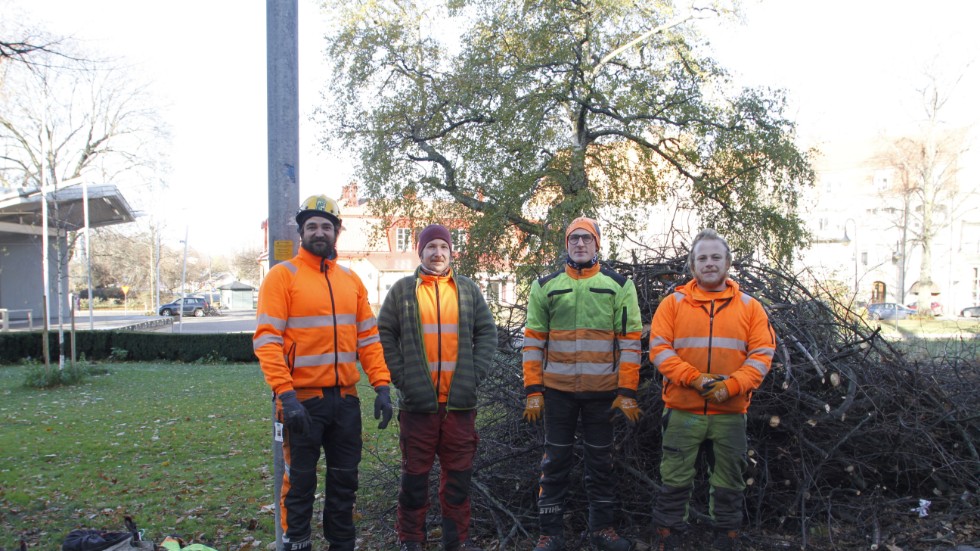 Förmannen Jacob Segerhjelm, John Pari, Jesper Hedwall och Odin Hatlestad är kvartetten som trimmar de stora träden i Ugglans park för att inte fallande grenar ska överraska och skada människor och/eller bilar.