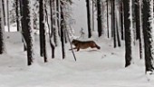 Minst två finsk-ryska vargar i länet