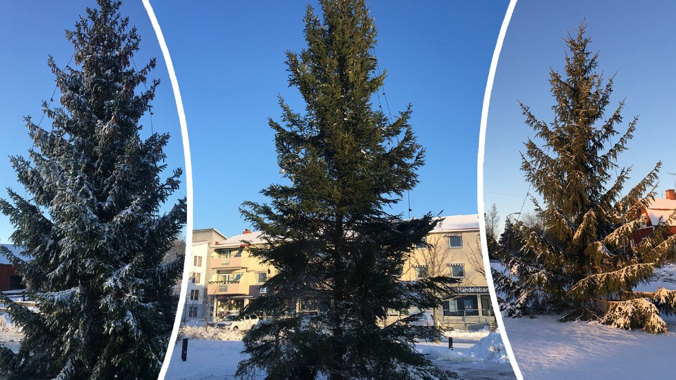 Tre av de sex julgranar som nu pryder torgen i Heby kommun. Dessa står i Harbo, Östervåla och Morgongåva.