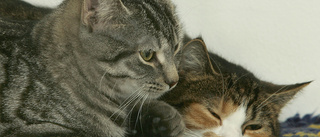 Risk att fler katter drabbas av salmonella