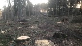 Nu skövlas skogen i Ulleråker   