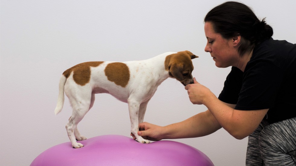 Hundfysioterapeuten Anna Huss har startat en verksamhet för friskvård och rehabilitering för hundar. 