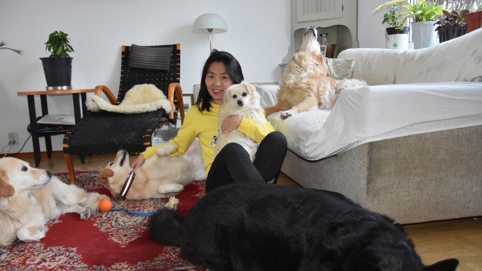  Honey från Spanien, svarta hunden heter Hagrid och är från Rumänien, Niuniu från Turkiet ligger på soffan. Yaya från Rumänien ligger på rygg och Li Hua håller LingLing från Kina.