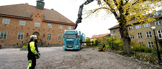 140-år gamla almar sågas ner vid Tingshuset