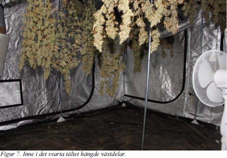 Bilder i förundersökningsprotokollet visar hur växtdelar hängde på tork i ett stort svart tält som fanns i lokalerna där polisen gjorde en husrannsakan.