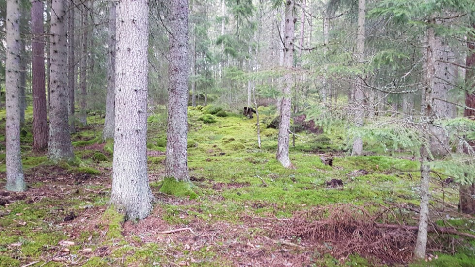 Granbarkborren fortsätter skapa stora bekymmer för skogsägarna.