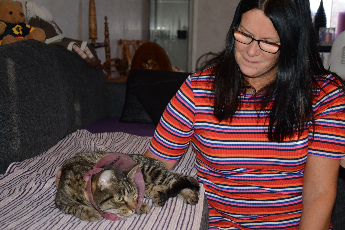 Katten kom hem i photo Katten kom hem i