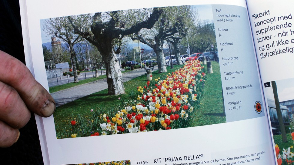 Blandningen av vårlökar heter Prima Bella.