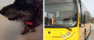 Trött hund fick skjuts med bussen till Visby