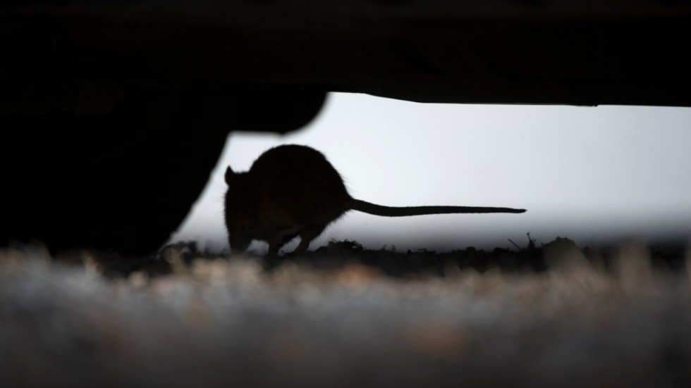 Den vanliga brunråttan blir 20–30 cm lång, utan svans. Råttorna gräver ut gångsystem där de bor och förvarar sin mat. Ett råttpar kan ge upphov till mellan 800 och 1 000 ungar per år. Källa: Anticimex
