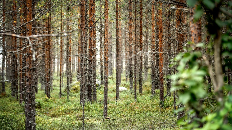 Vad är livet? Andreas Hoffsten lever i tomhet efter en vän som hämtade sin livsvisdom i skog och marker.