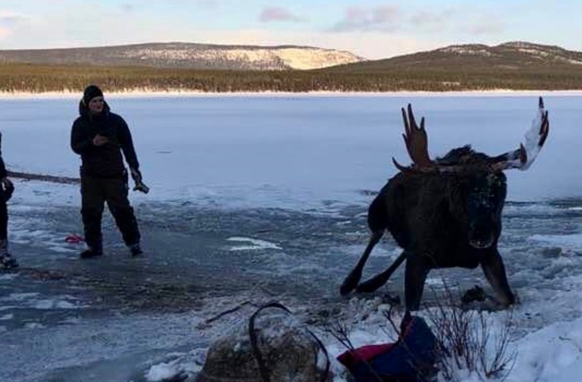 Älgen var dödstrött när den efter nära två timmar kom upp på torra land igen.