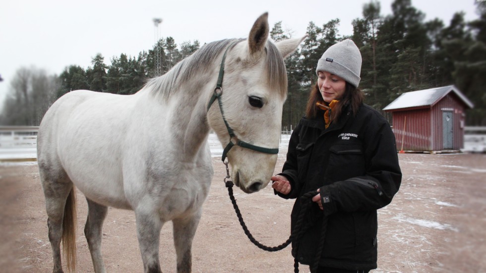 Gray, halvblodskorsning från Irland, har bara varit en och en halv månad i Sverige. Nu blir han en av Pippis hästar - det krävs två. "En fantastisk häst", säger Moa Brännlund, djuransvarig på teateravdelningen.
